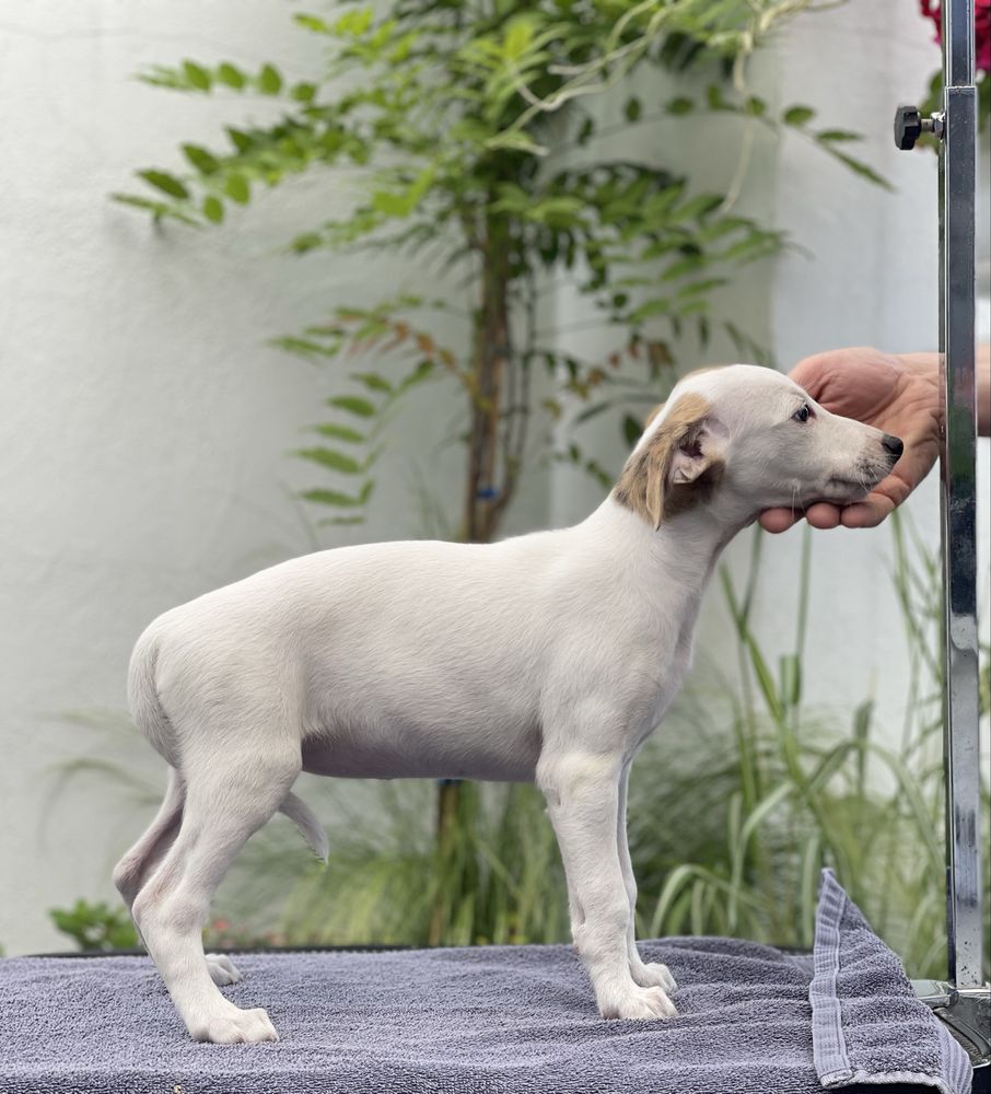 Dziewczynka Whippet ZKwP piękne umaszczenie Revirado FCI do odbioru