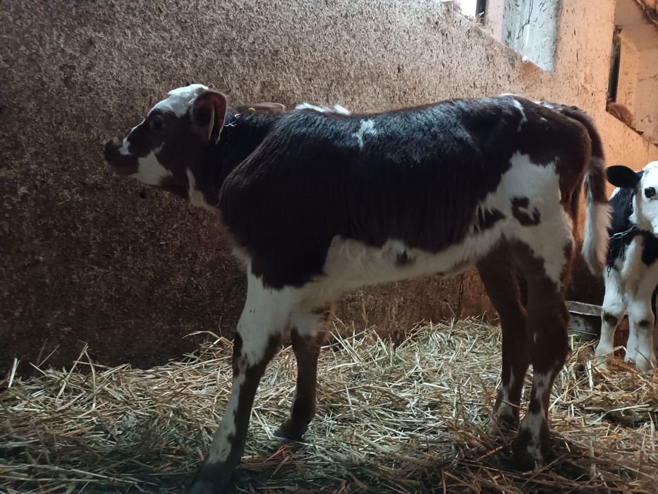 2 Jałoszki Mięsna Siwa jałówka cielak czerwona SM i hf