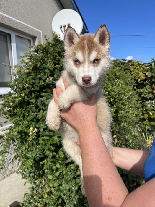 Сибірські хаски