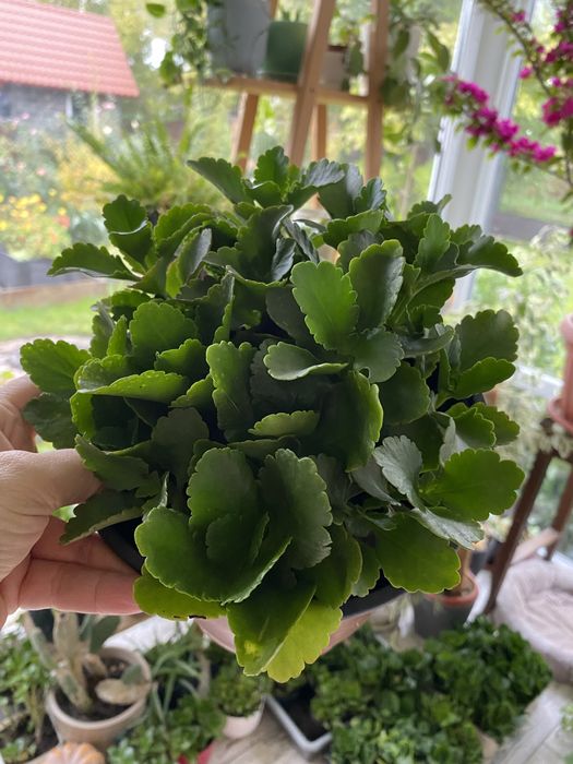 Каланхое. Не вибаглива рослинка