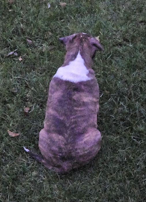 Amstaff piesek pregowany