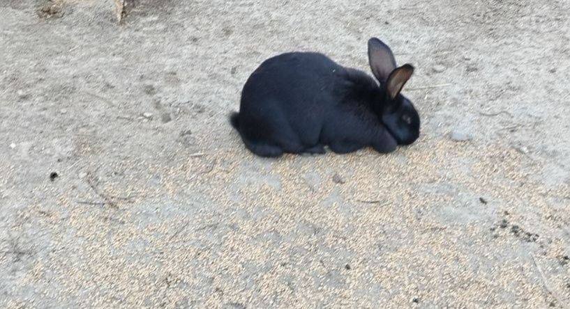 Króle króliki młode