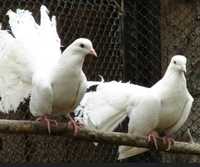 Pombos leque brancas