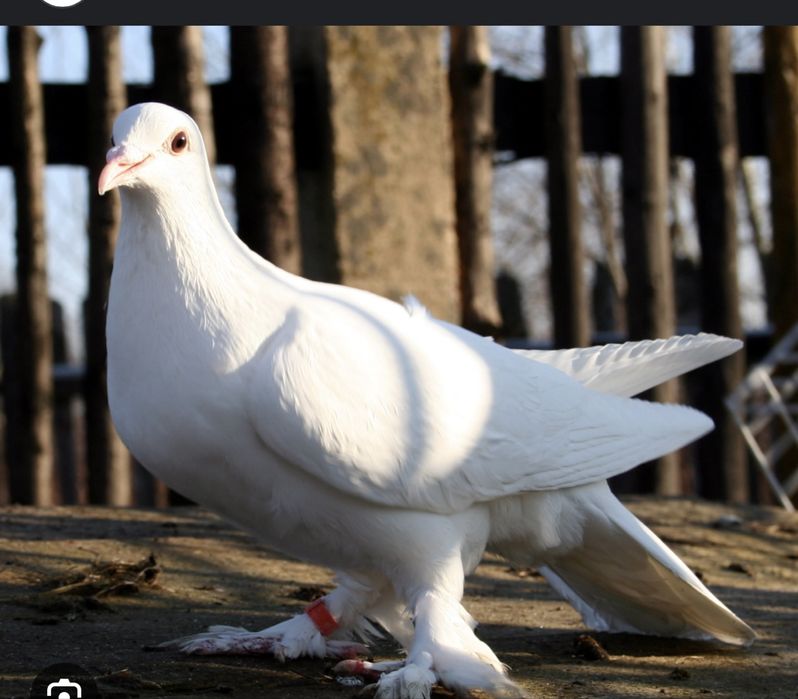 Oddam piękne gołebie.