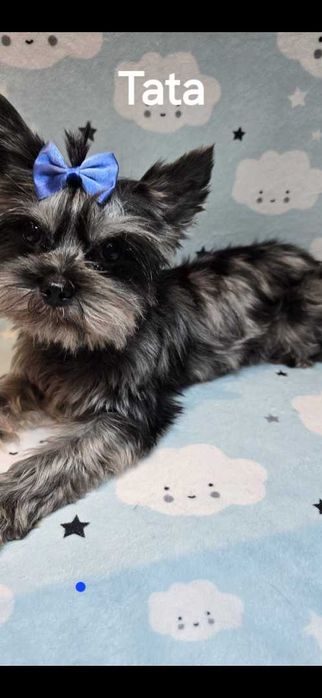 Sliczna sunia Yorkshire Terrier Biewer