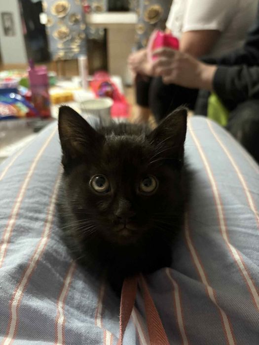 Oddam kotki w dobre ręce