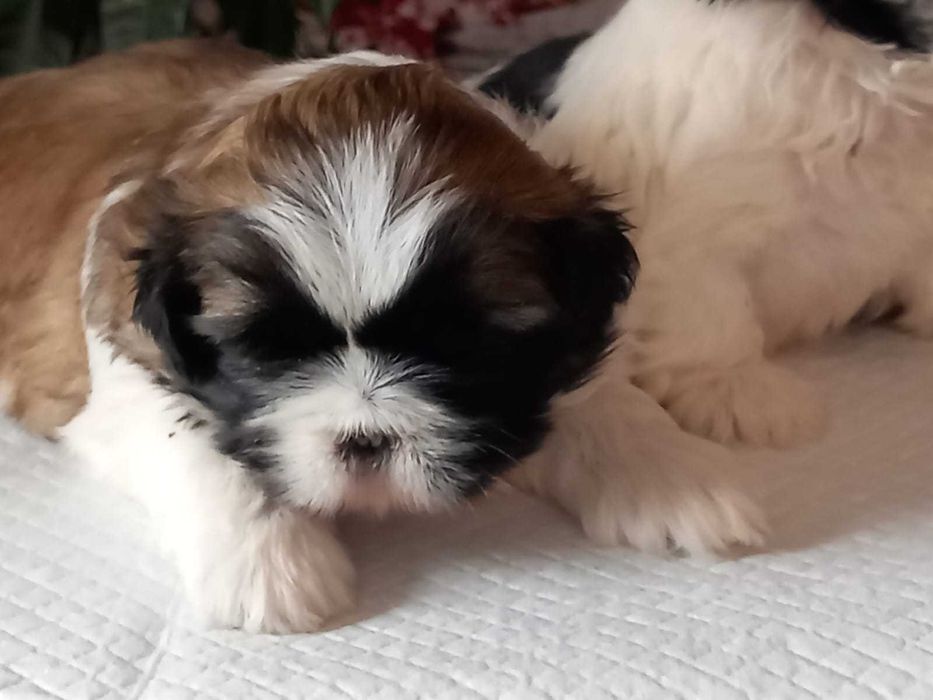 Sprzedam śliczną suczkę Shih tzu