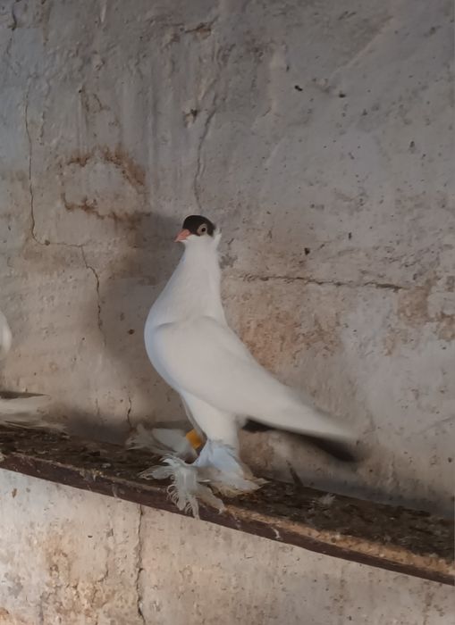 Krymka Polska mlode i stare lub wymienię na parę wiedenskich