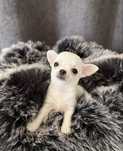 Chihuahua suczka biała ultra mini