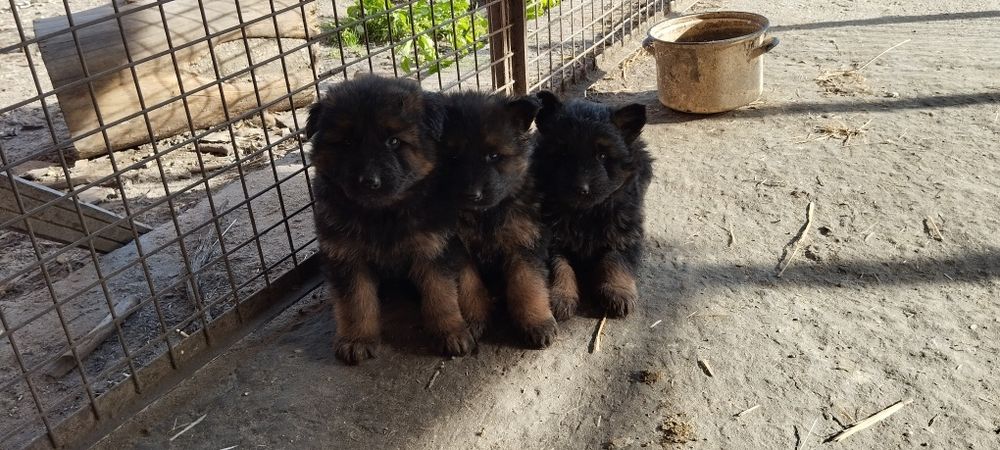 Sprzedam owczarka niemieckiego szczeniak