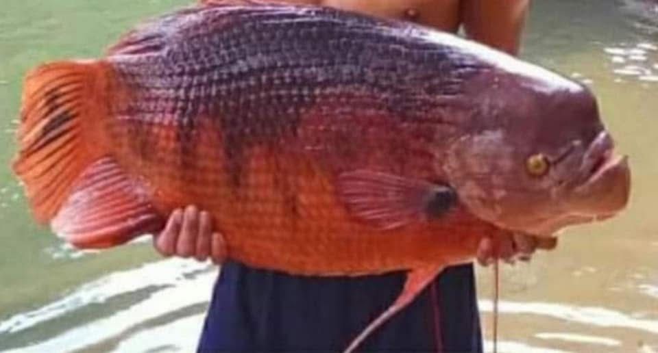 osphronemus septemfasciatus red giant gourami