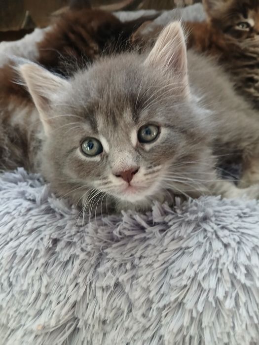 Котята породи Мейн_кун