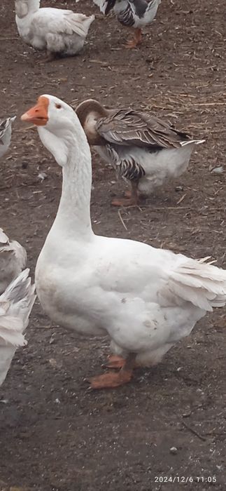Гуси холмогори . Молоді 2024 рік.