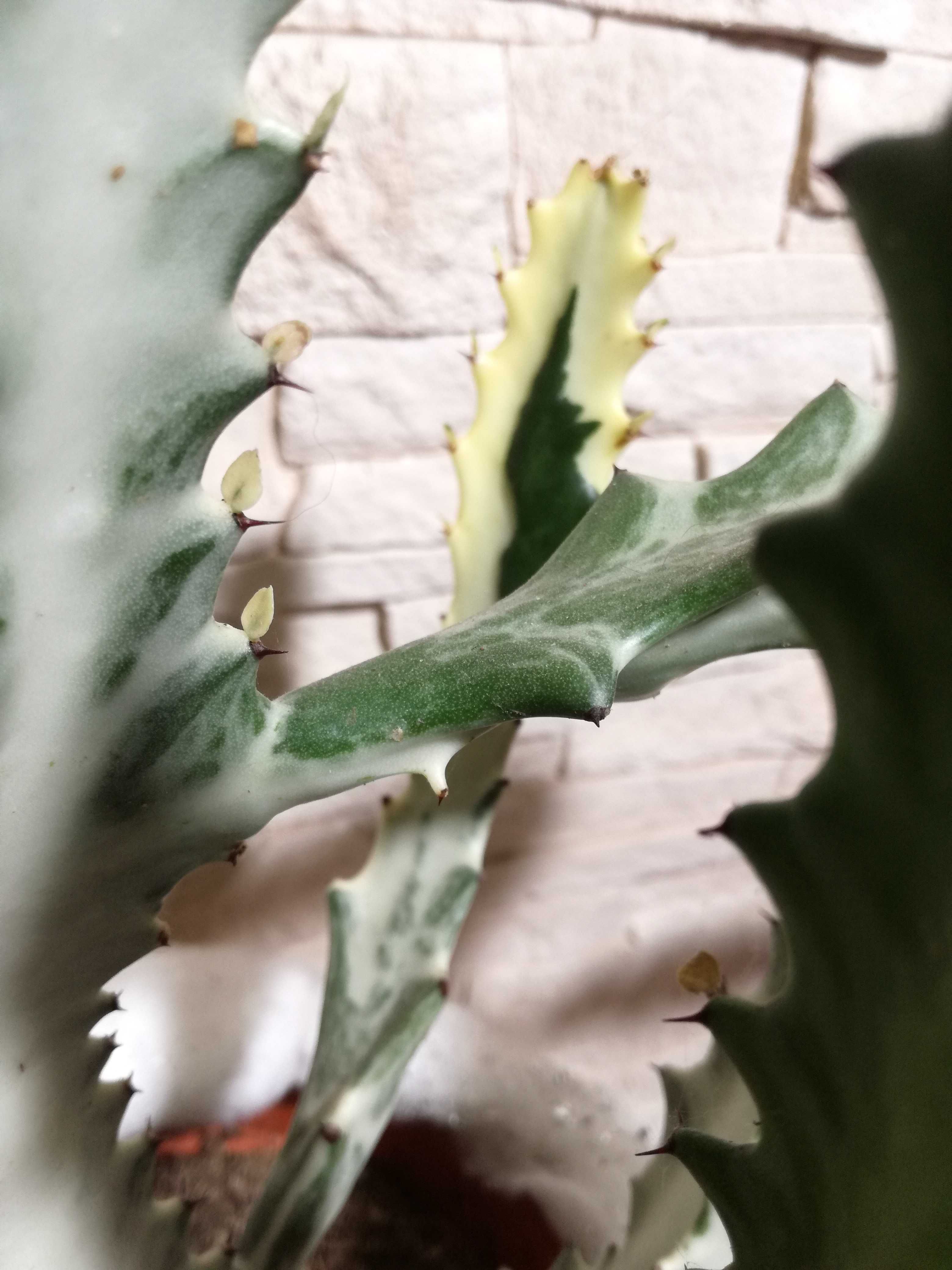 INTERNATIONAL Euphorbia Lactea Frost Variegata White Ice110Euro halfm.