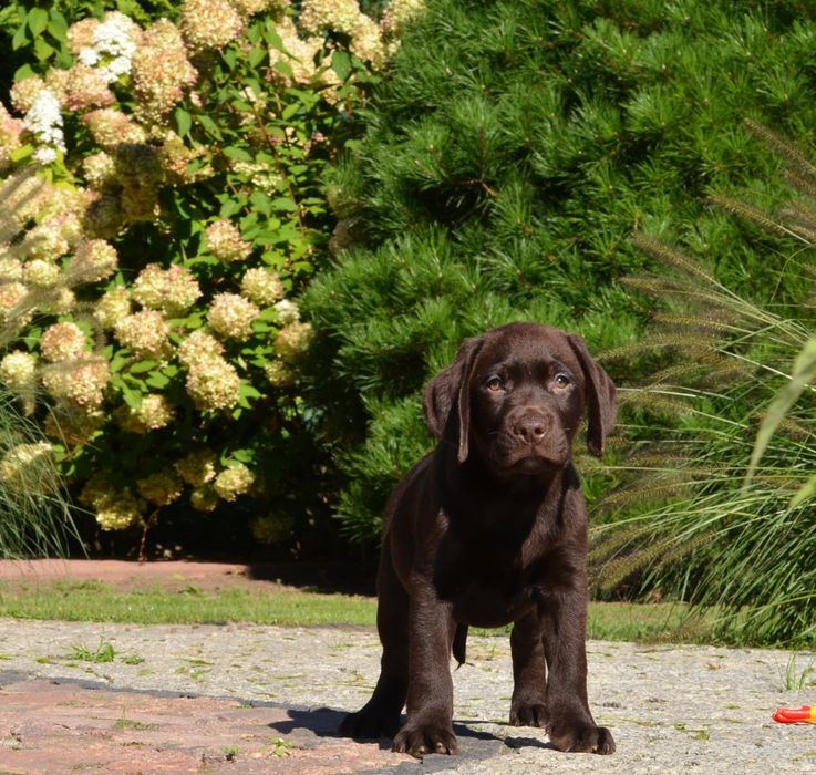 Szczenię Labrador retriever