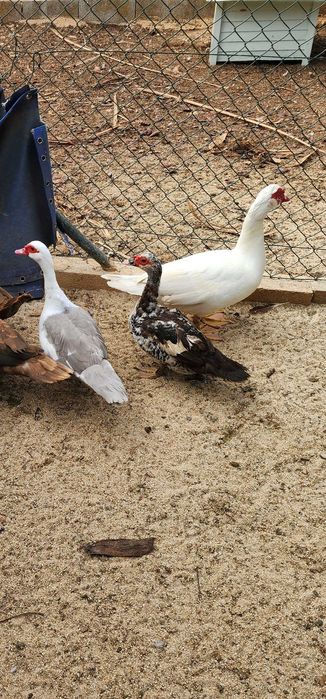 Codernizes, ovos e patos