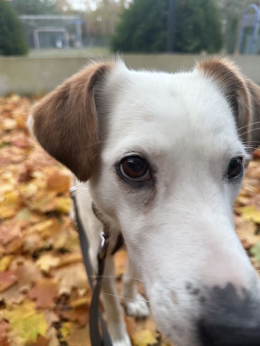 Kimczi - delikatna i nie taka duża sunia szuka domu