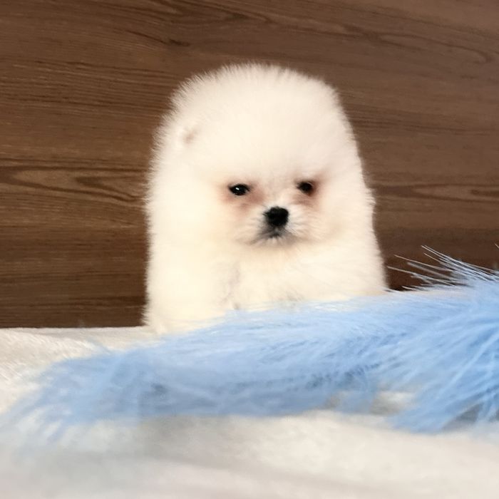 Міні хлопчик шоу классу