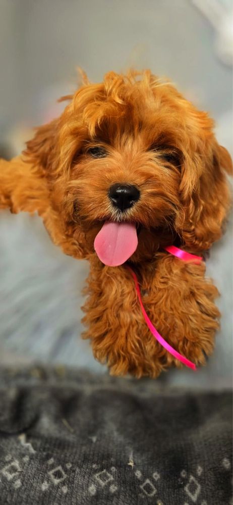 Cavapoo ciemna suczka komplet szczepień bardzo inteligentna
