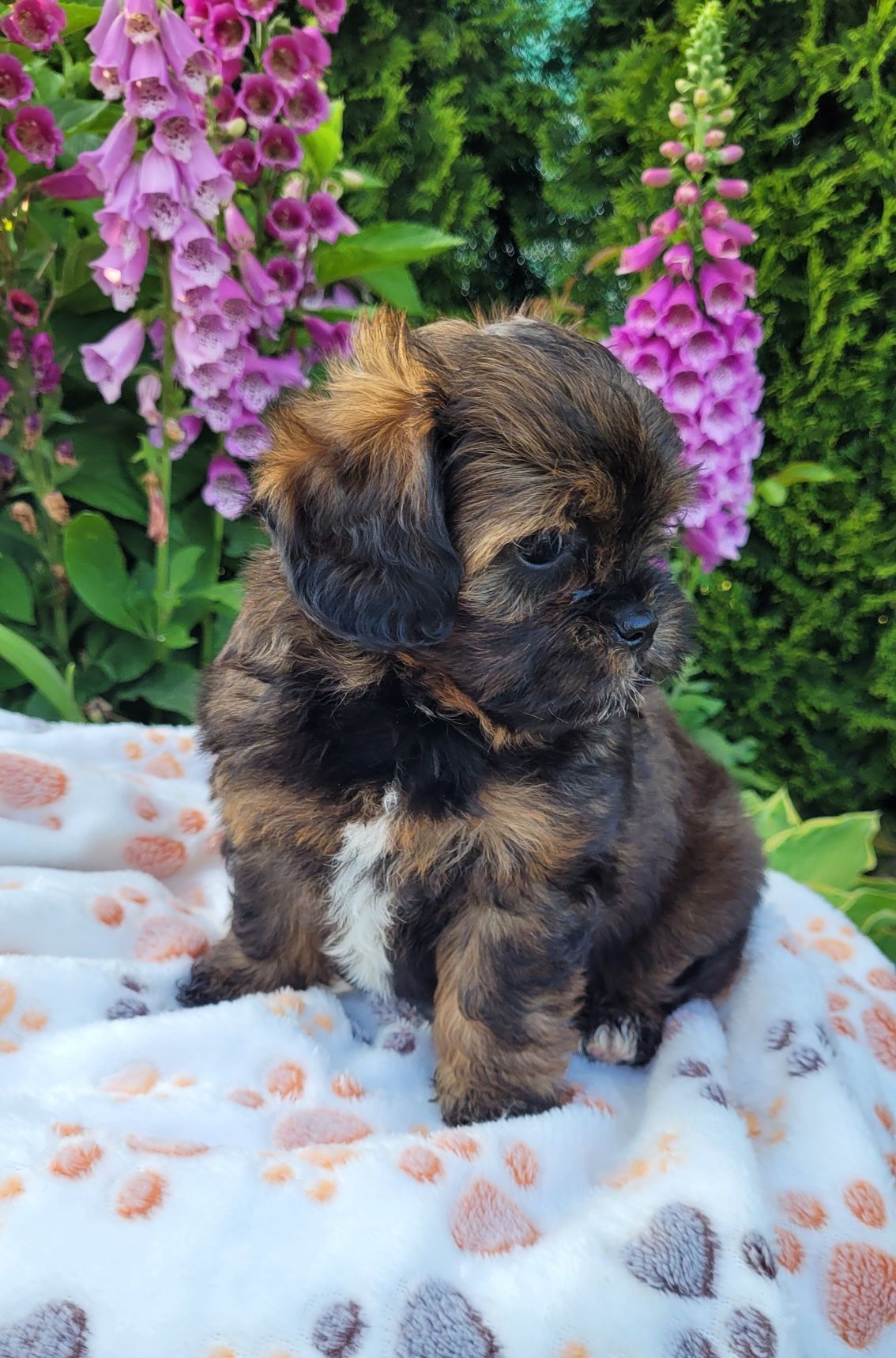 Shihpoo samiec  hybryda shihtzu pudel toy