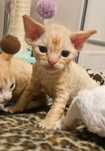 Devon rex rudy Bobi
