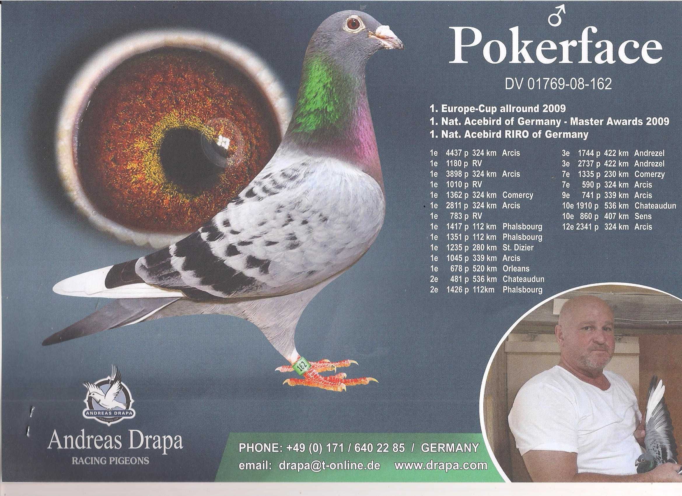Młode Para nr 23 Org A&W Drapa Mocny Inbr "Pokerface" gołębie pocztowe