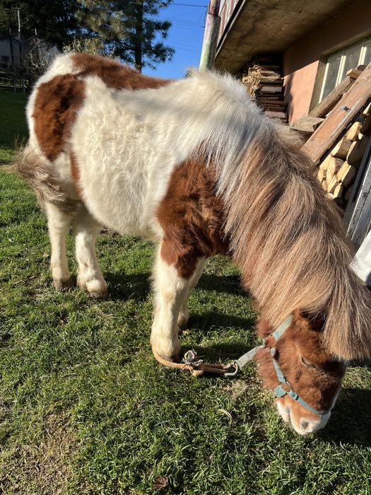 Kucyk Szetland Bruno