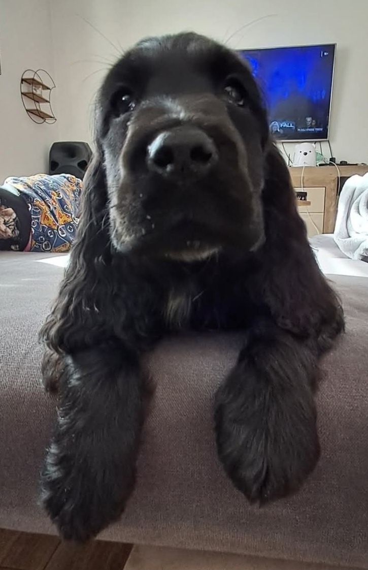 Cocker spaniel angielski
