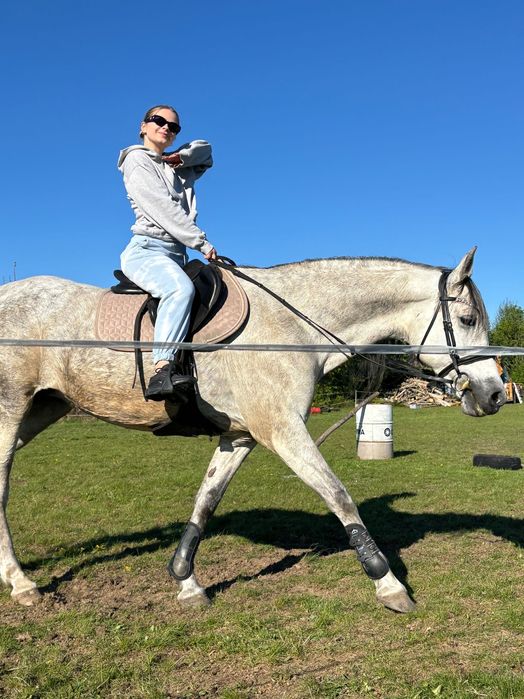 Sprzedam piękną siwą klacz