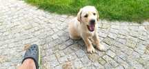 Labrador retriever