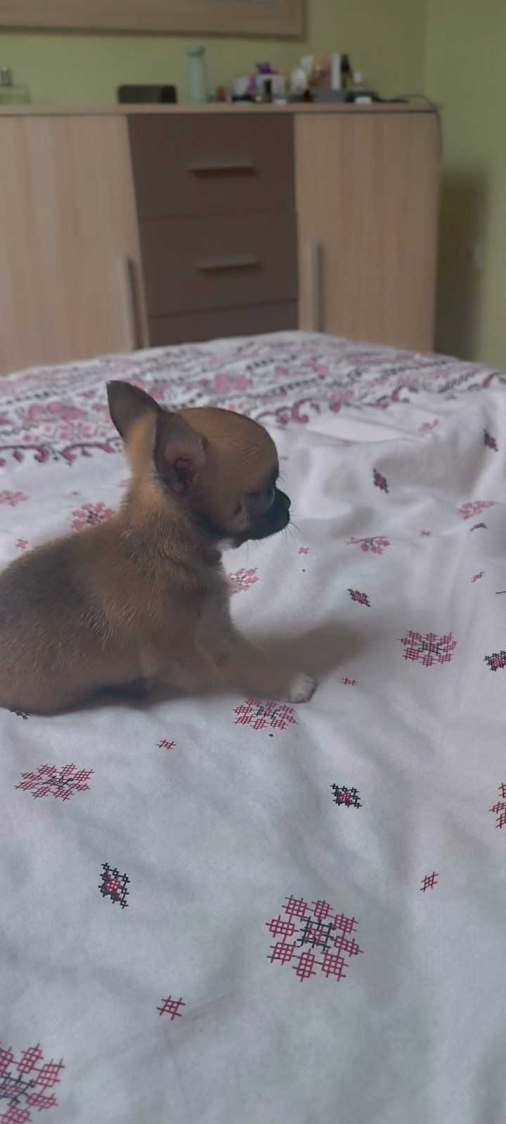 Продам цуцика чіхуахуа