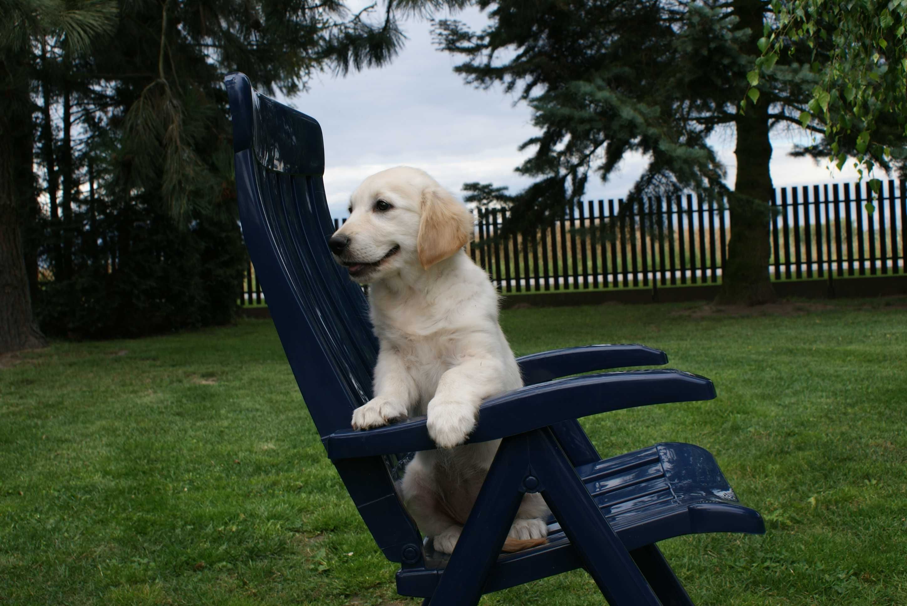 Piękna suczka Golden Retriever gotowa do odbioru !!