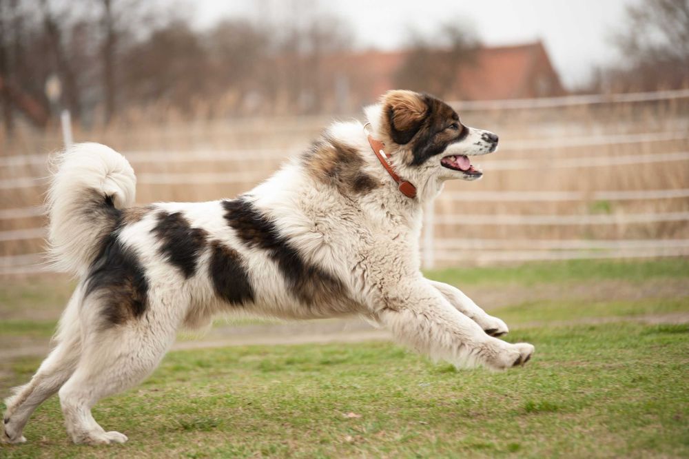 Tornjak Bośniacko Chorwacki pies pasterski reproduktor