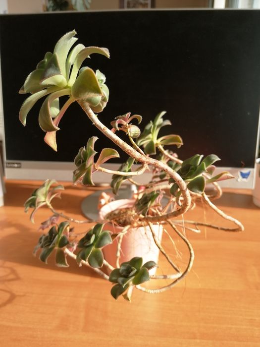 Aeoniun haworthii "Kiwi" duża roślina