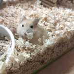 chomik DŻUNGARSKI Białystok sklep zoologiczny DOBRY GUCIO