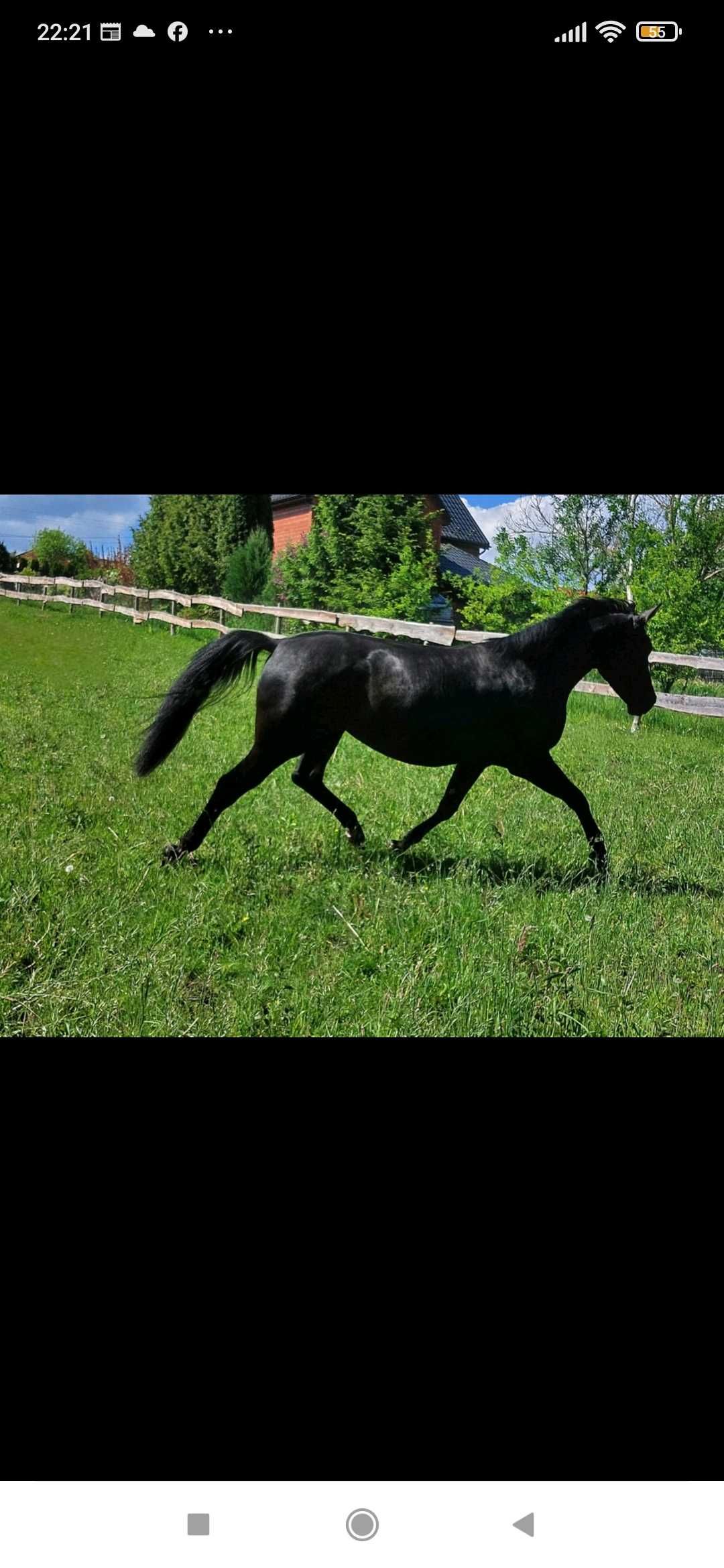 Sprzedam  klacz 2 lata 4 msc