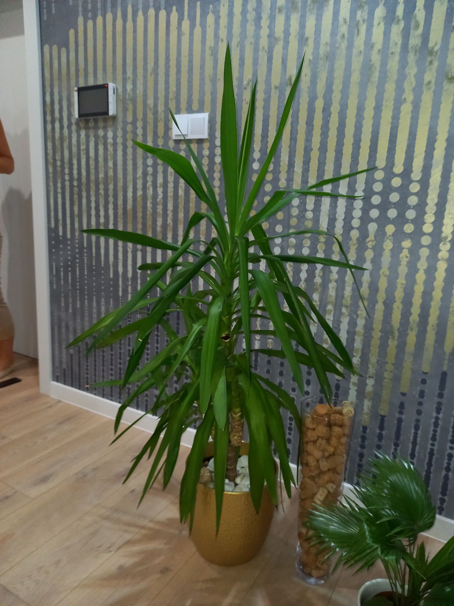 Juka Yucca 110 cm