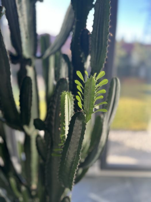 Kaktus rozłożysty 250 cm