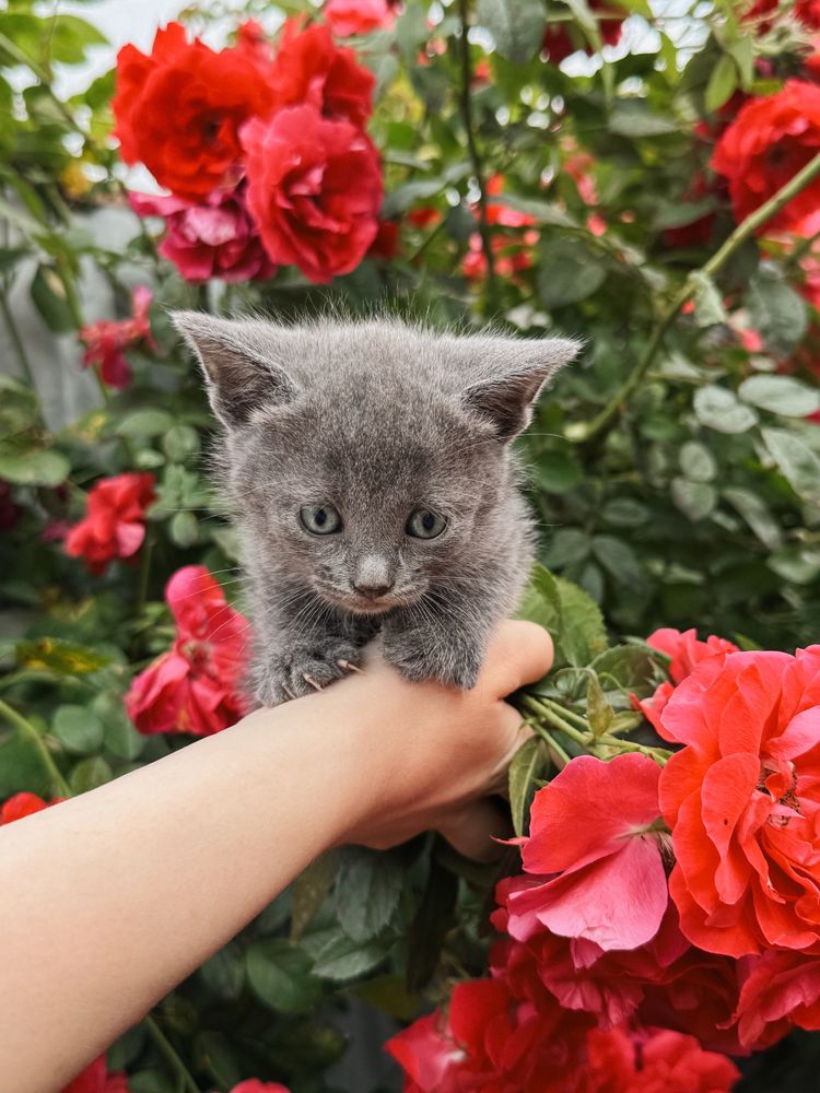 Кошенята в добрі руки