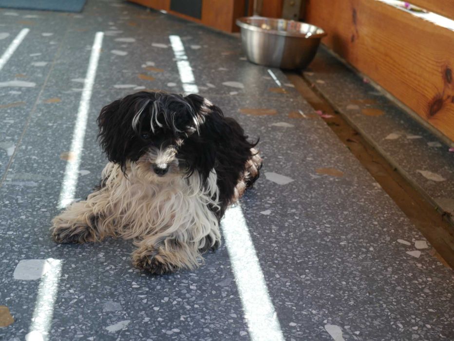 Maltipoo Urocza odchowana sunia