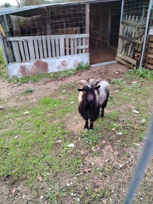 Vendo ou troco chibo