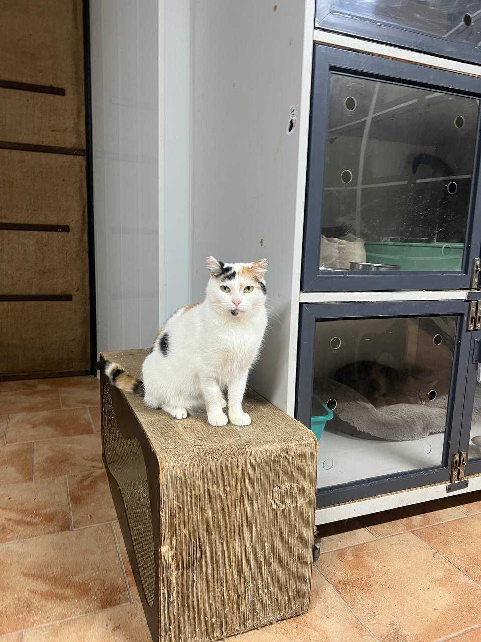 Перетримка для котів КОТОСТАНЦІЯ, м. Київ, 100грн\доба