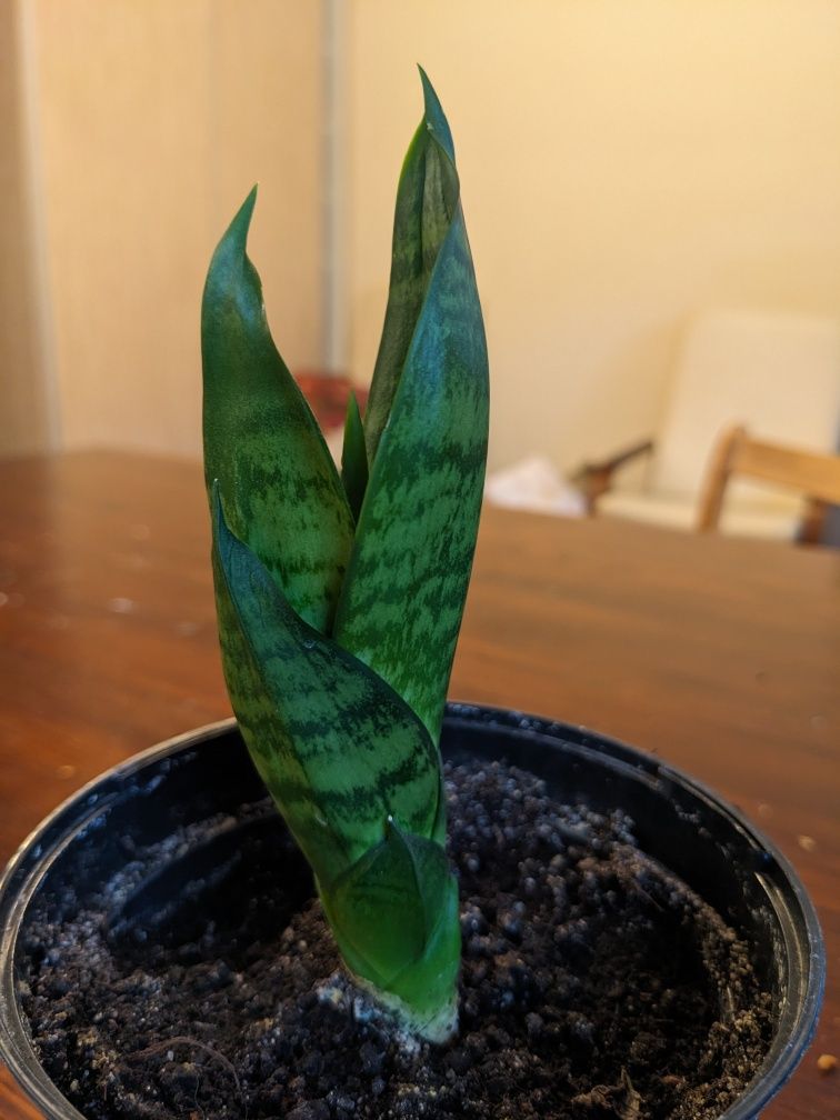 Kaktusy sukulenty aloes tygrys,i opuncja, noga słonia, sanseveria