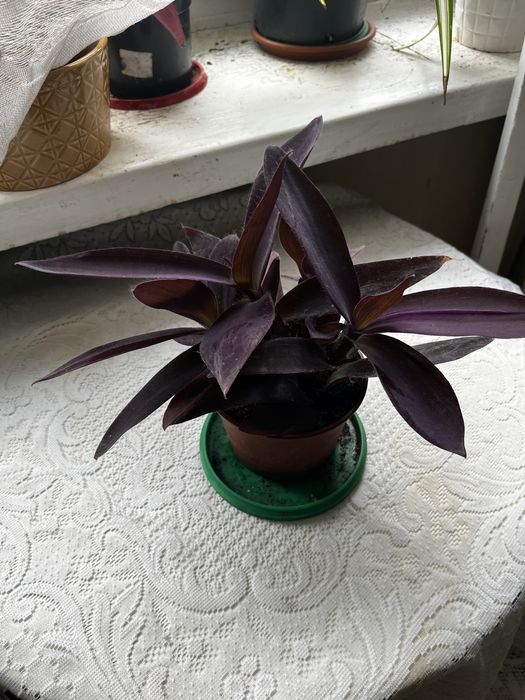 Trzykrotka purpurowa