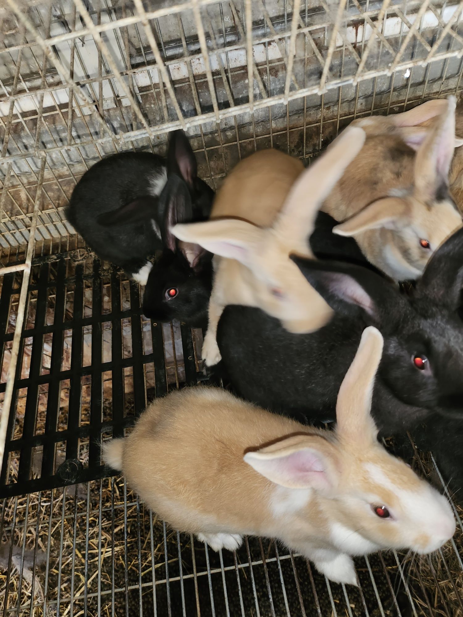 Coelhos para criação