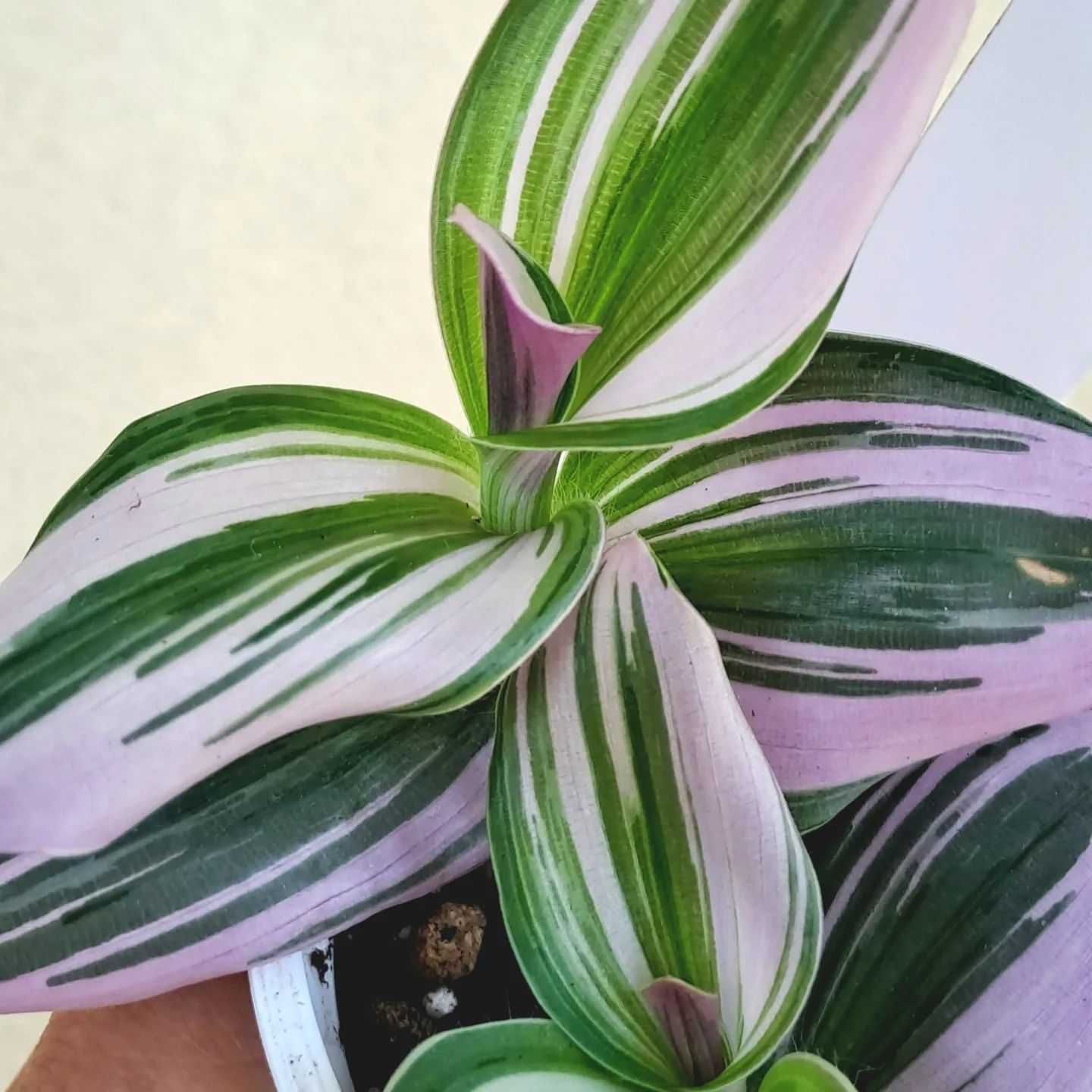 [Planta] Tradescantia albiflora 'Nanouk'