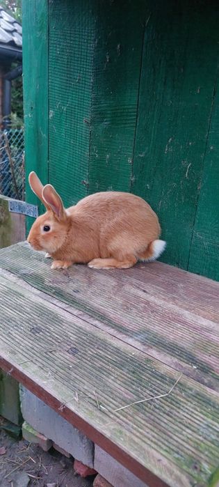 Sprzedam młode króliki burgundzkie