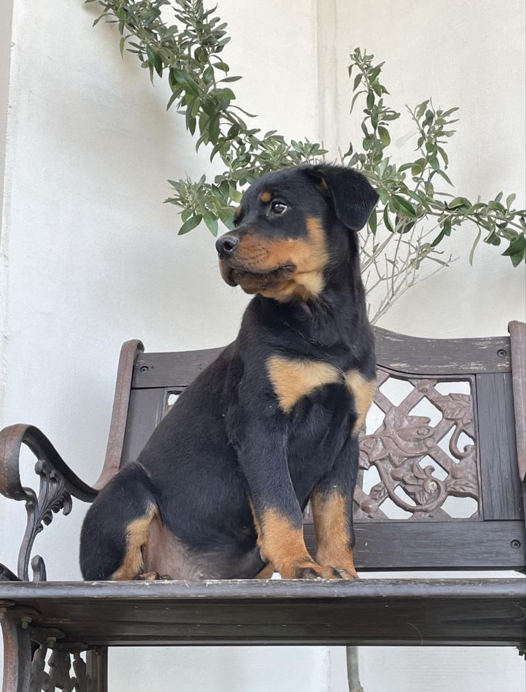 Szczeniak rottweiler gotowy do odbioru