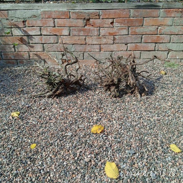 Мох Кристмас.Коряги.