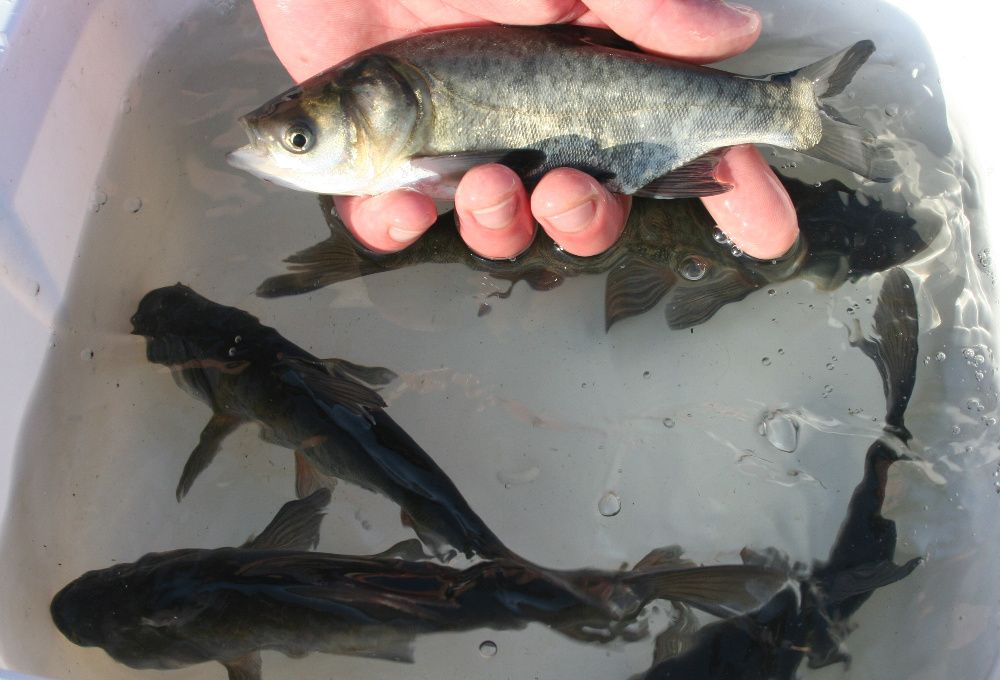 Ryby lin karp koi amur jesiotr sum karaś sandacz pstrąg - Wysyłka